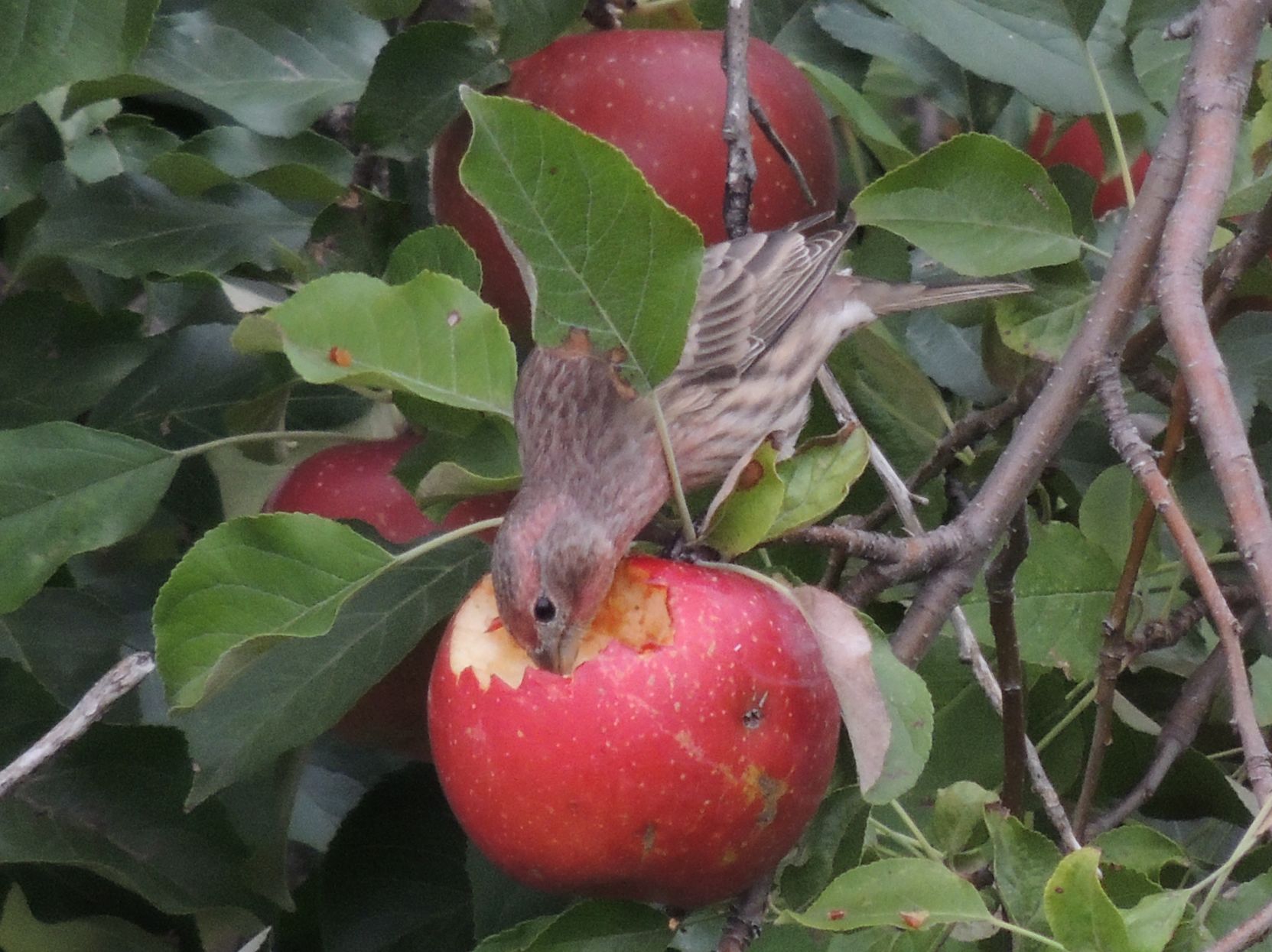 Hungry Finch